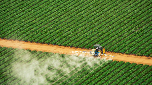 Best Ant Control Services  in Tonto Basin, AZ