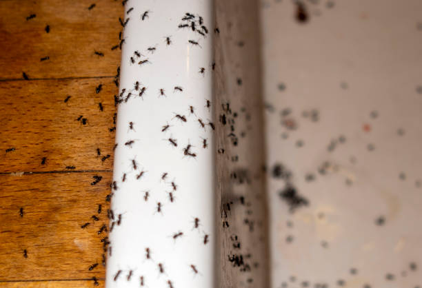 Best Pest Removal Services  in Tonto Basin, AZ
